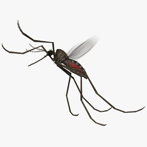 Mosquito Common House (Animated)