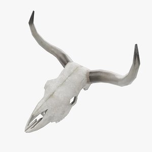 Cow Skull