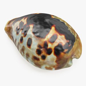 Sea Shell Cypraea Mus