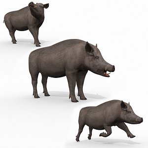 Boar Javali attacker pig - animated 3d fur model 3D
