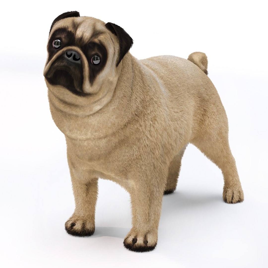 Dog Pug 3D Model - TurboSquid 1409796