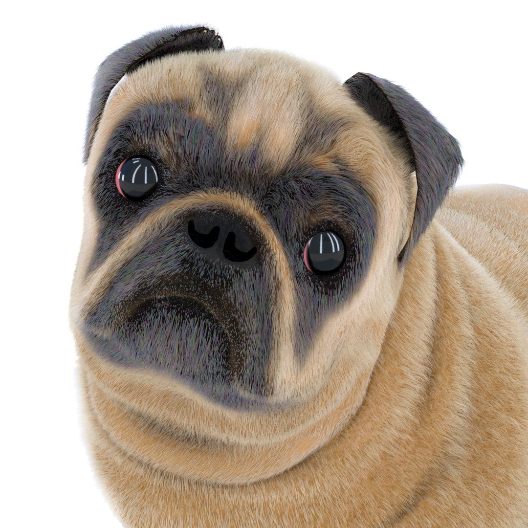 Dog Pug 3D Model - TurboSquid 1409796