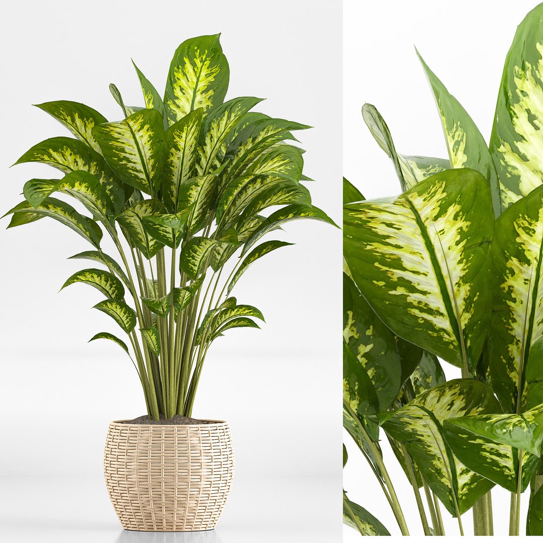 3D indoor Plant Set 020 https://p.turbosquid.com/ts-thumb/PR/FJOdEk/Fr/2/jpg/1686638983/1920x1080/fit_q87/10b1be14d3025046f653a7877369631a3c60b844/2.jpg