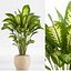 indoor Plant Set 020