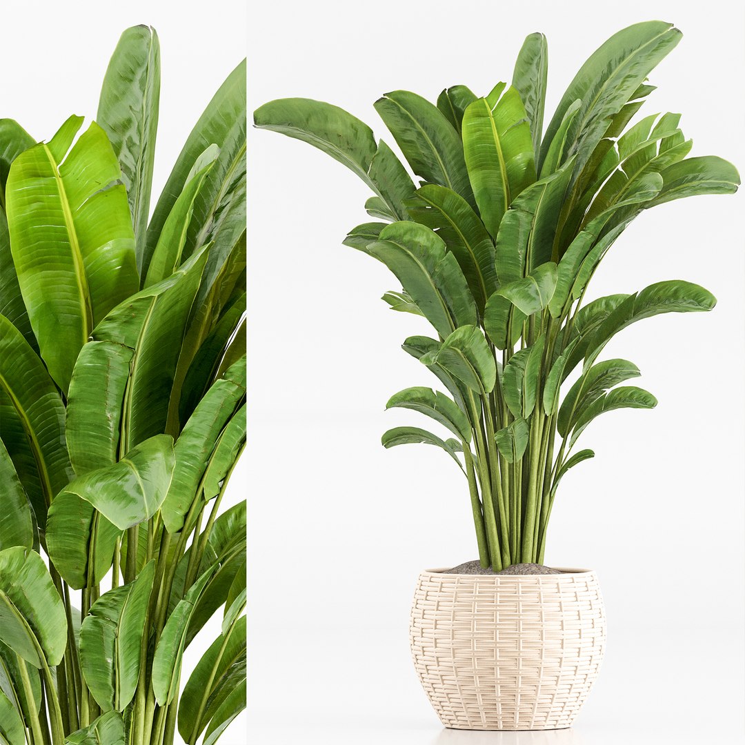 3D indoor Plant Set 020 https://p.turbosquid.com/ts-thumb/PR/FJOdEk/Nx/3/jpg/1686638983/1920x1080/fit_q87/817b70e77fb4f9dab68fec5436f6845fccdd1a53/3.jpg