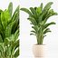 indoor Plant Set 020