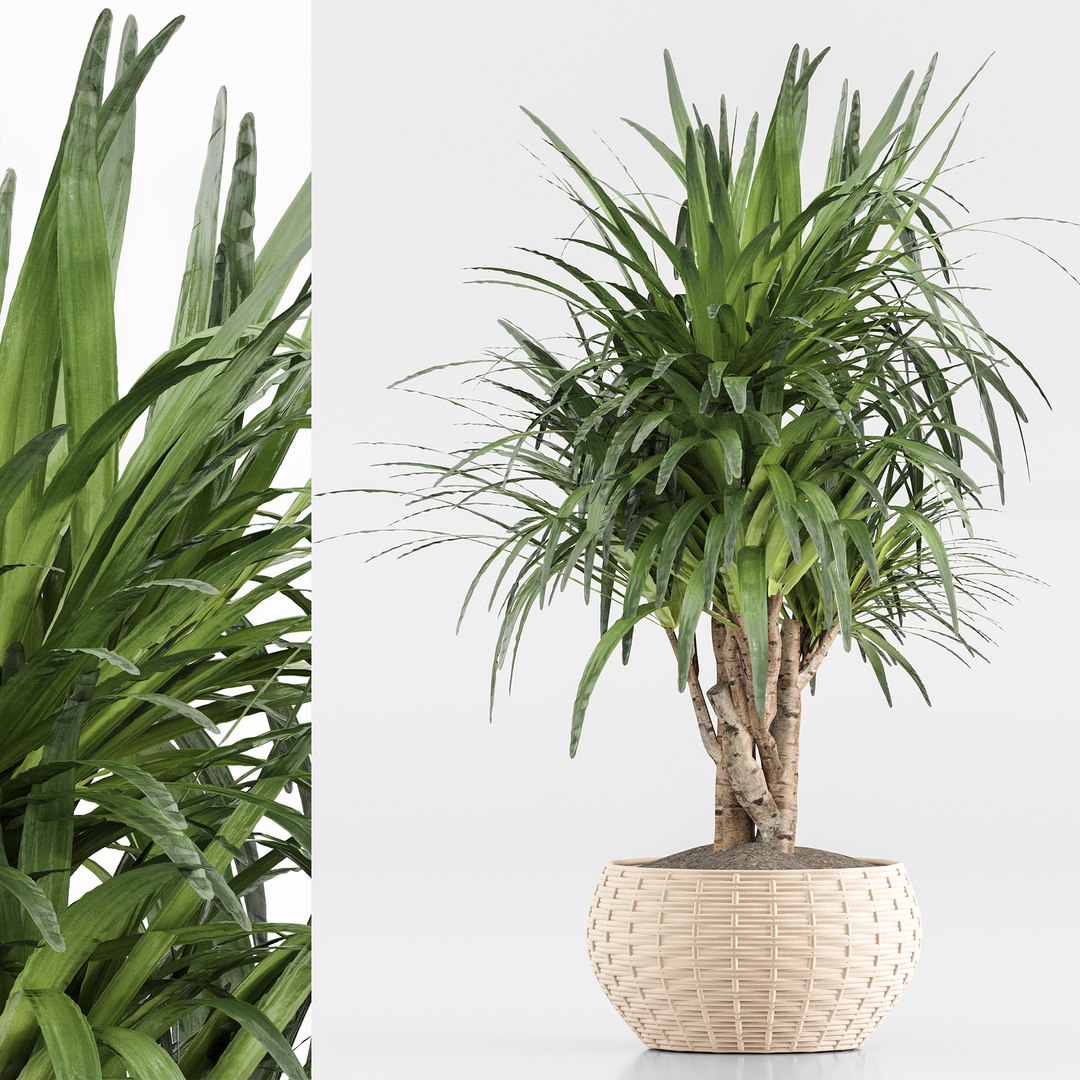 3D indoor Plant Set 020 https://p.turbosquid.com/ts-thumb/PR/FJOdEk/SI/5/jpg/1686638988/1920x1080/fit_q87/d7aa80e803dff74c11f9760811562045e72113d3/5.jpg