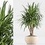 indoor Plant Set 020