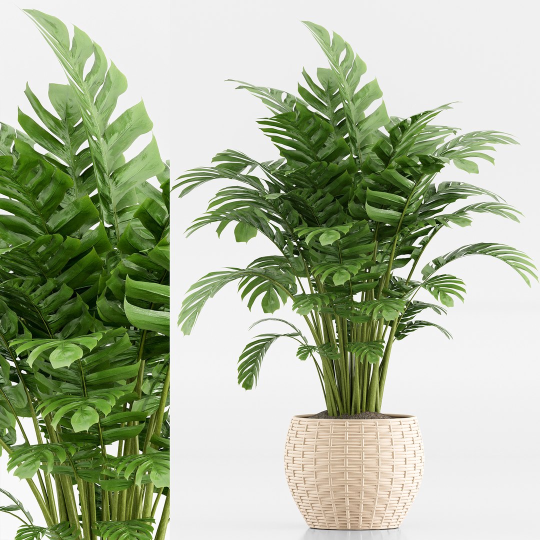 3D indoor Plant Set 020 https://p.turbosquid.com/ts-thumb/PR/FJOdEk/le/6/jpg/1686638989/1920x1080/fit_q87/e82a66e380f1e5e54a0c350ac5d16c9019129144/6.jpg
