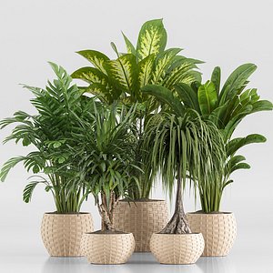 3D indoor Plant Set 020