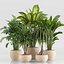 indoor Plant Set 020