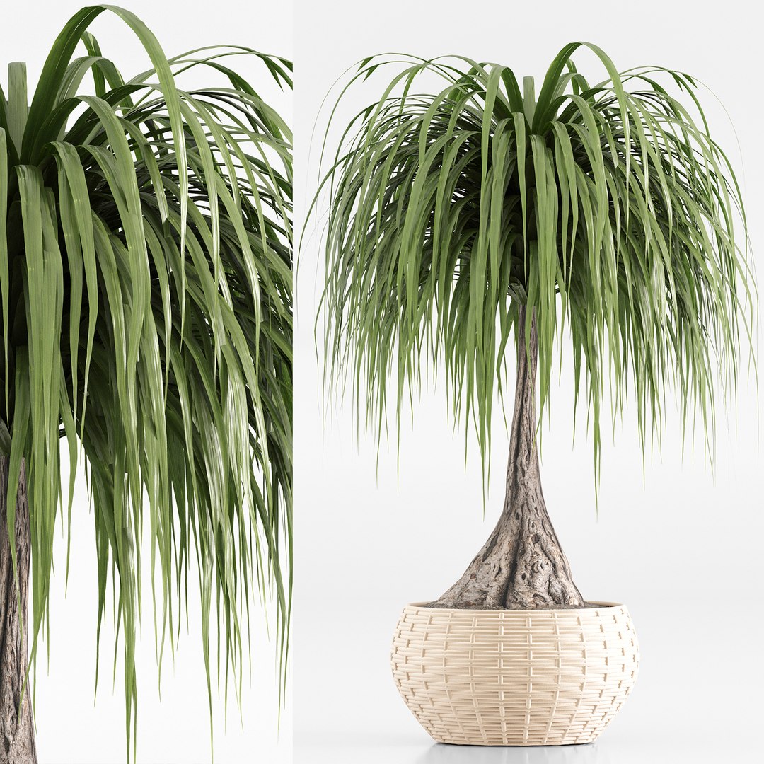 3D indoor Plant Set 020 https://p.turbosquid.com/ts-thumb/PR/FJOdEk/sV/4/jpg/1686638988/1920x1080/fit_q87/2b8487a5d3bb66436380f11c127fbeed513456c8/4.jpg