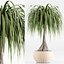 indoor Plant Set 020