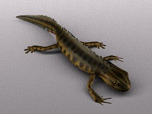 common smooth newt 3d model