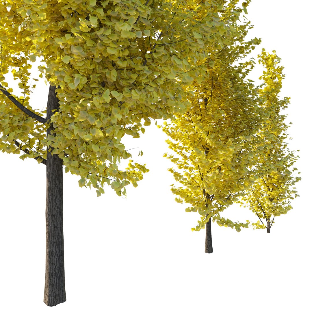 ginkgo lemonlime spire trees model https://p.turbosquid.com/ts-thumb/PR/Mn4lF6/7I/ginkgo_lemon_p0001/jpg/1607946210/1920x1080/fit_q87/ebd855759591e4f9f5a9ac1edc3918de6e524f73/ginkgo_lemon_p0001.jpg