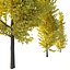 Ginkgo Lemonlime Spire Trees different ages