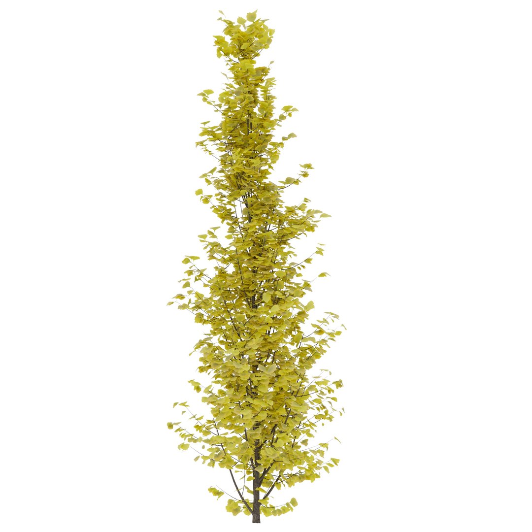 ginkgo lemonlime spire trees model https://p.turbosquid.com/ts-thumb/PR/Mn4lF6/Bc/ginkgo_lemon_max2020_3/jpg/1609933609/1920x1080/fit_q87/054491ad8c788271b0bc36c44294bdc902c21a2c/ginkgo_lemon_max2020_3.jpg