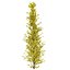 Ginkgo Lemonlime Spire Trees different ages
