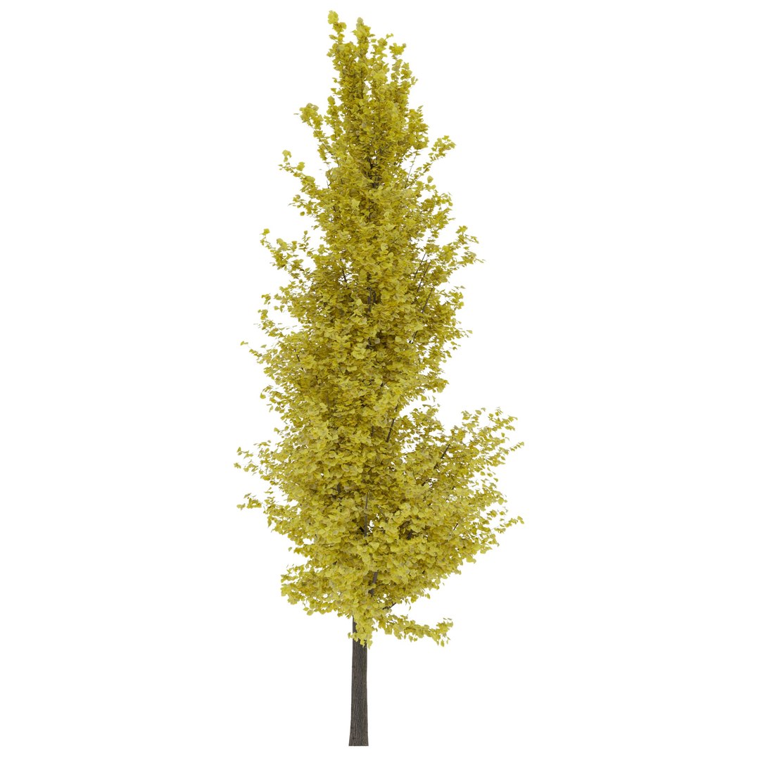 ginkgo lemonlime spire trees model https://p.turbosquid.com/ts-thumb/PR/Mn4lF6/DS/ginkgo_lemon_max2020_1/jpg/1609933610/1920x1080/fit_q87/338328cd1a2684f4c822e10eb3f318bb6f06d97c/ginkgo_lemon_max2020_1.jpg