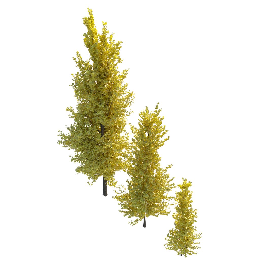 ginkgo lemonlime spire trees model https://p.turbosquid.com/ts-thumb/PR/Mn4lF6/Sl/ginkgo_lemon_p0000/jpg/1607946208/1920x1080/fit_q87/00316e26a96106abce10edd1da238fff96e9ed92/ginkgo_lemon_p0000.jpg