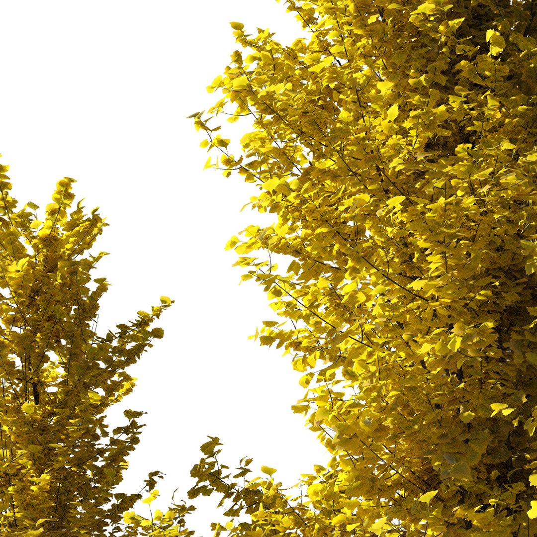 ginkgo lemonlime spire trees model https://p.turbosquid.com/ts-thumb/PR/Mn4lF6/X7/ginkgo_lemon_2/jpg/1607939899/1920x1080/fit_q87/2b6876499a3fe585ec387d3f6f1ad4a42b215435/ginkgo_lemon_2.jpg