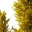 Ginkgo Lemonlime Spire Trees different ages