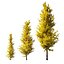 Ginkgo Lemonlime Spire Trees different ages