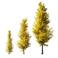 Ginkgo Lemonlime Spire Trees different ages