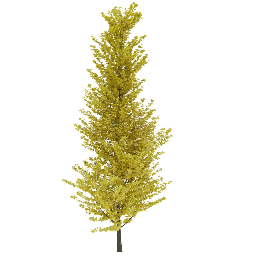 ginkgo lemonlime spire trees model https://p.turbosquid.com/ts-thumb/PR/Mn4lF6/om/ginkgo_lemon_max2020_2/jpg/1609933609/1920x1080/fit_q87/f14f178c36899583bf1ca464576afcf464f6b6d6/ginkgo_lemon_max2020_2.jpg