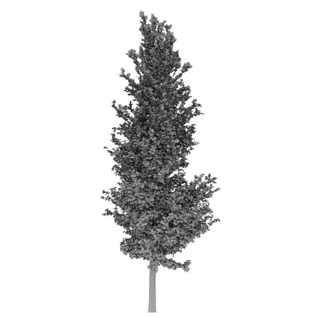 ginkgo lemonlime spire trees model https://p.turbosquid.com/ts-thumb/PR/Mn4lF6/wH/ginkgo_lemon_max2020_p1/jpg/1609932175/1920x1080/fit_q87/6655230954f4a72ee612f0246d554b7b14d6a33e/ginkgo_lemon_max2020_p1.jpg