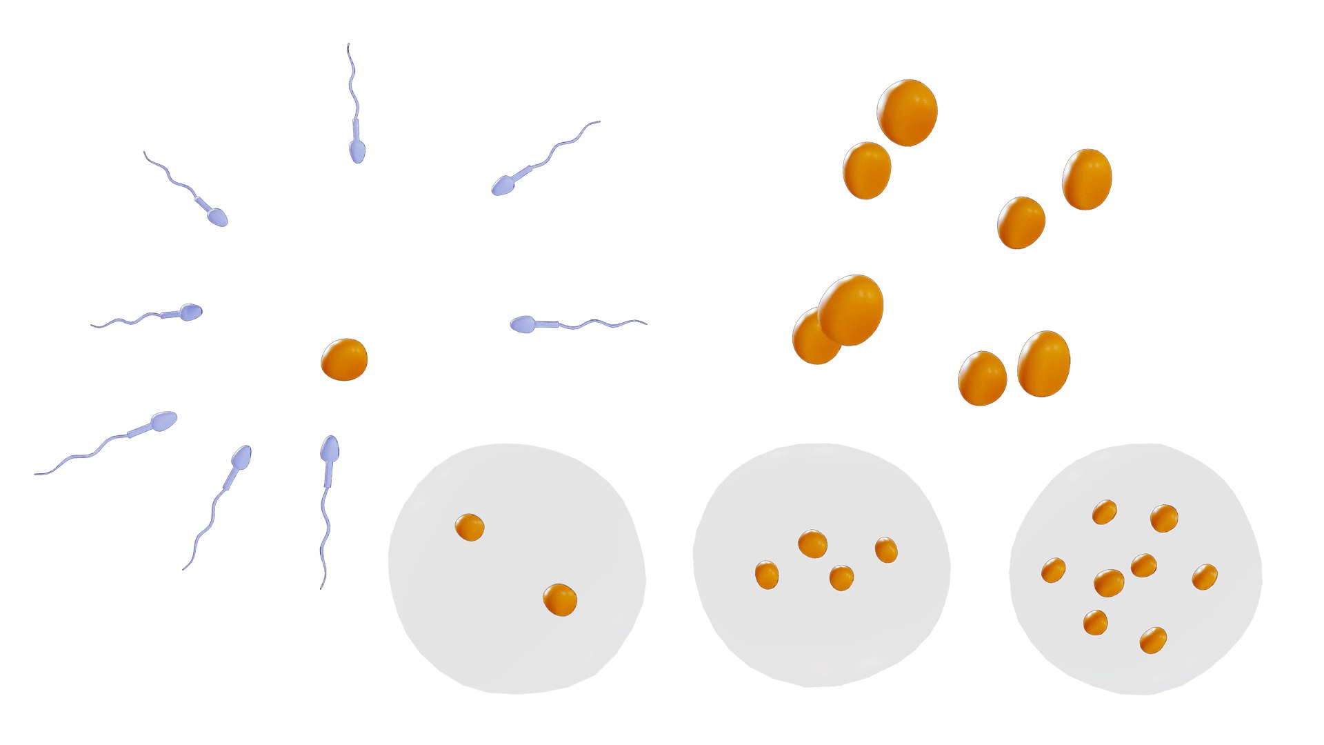 3D Model Human Embryonic Development - TurboSquid 2137055