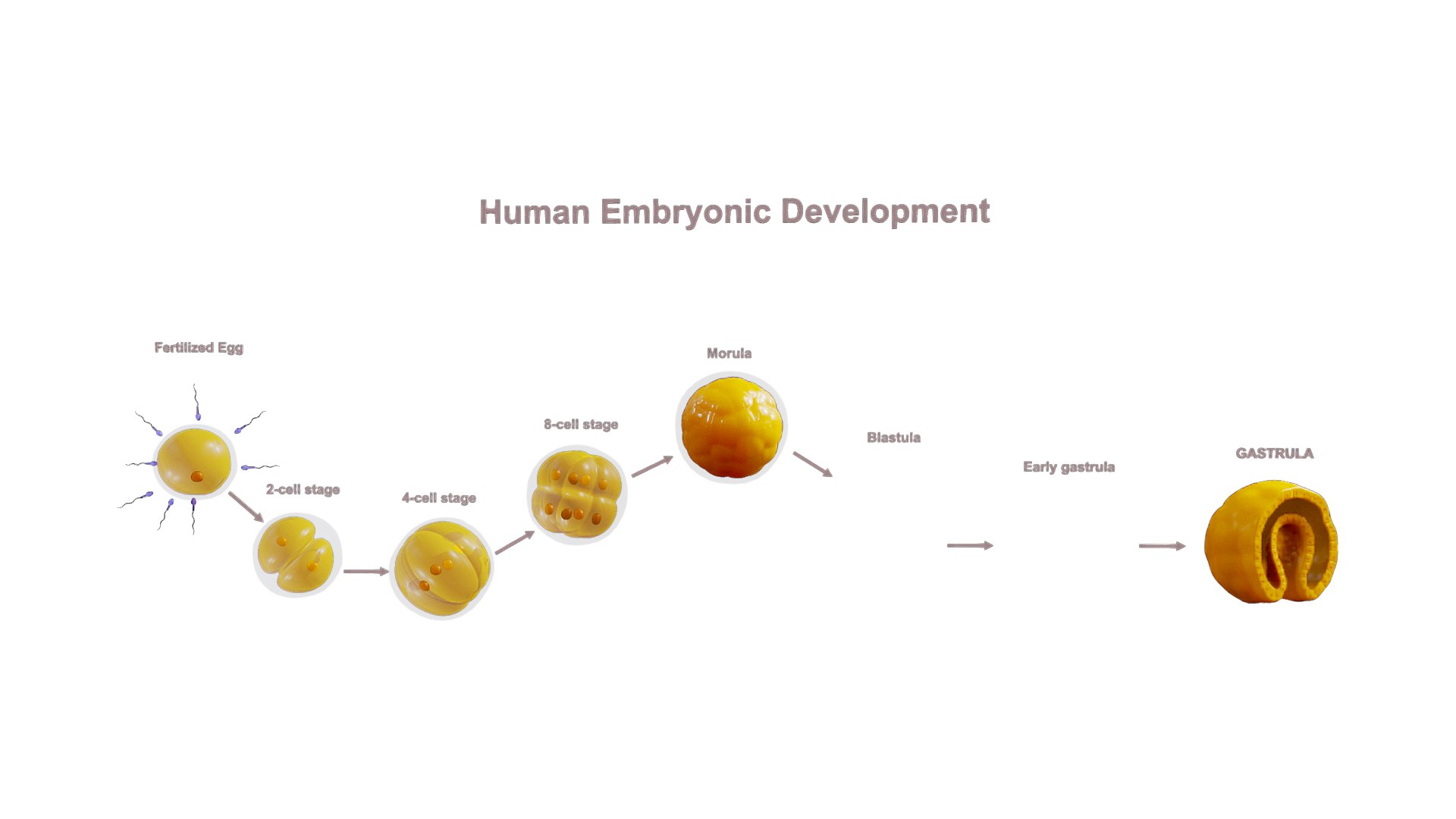 3D Model Human Embryonic Development - TurboSquid 2137055