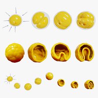 Human Embryonic Development