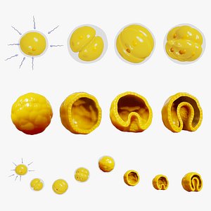 Human Embryonic Development