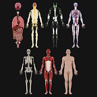 Complete Male Human Anatomy - Skeleton Muscles and Internal Organs - V-Ray