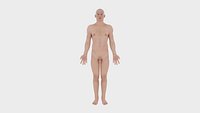 Complete Male Human Anatomy - Skeleton Muscles and Internal Organs - V-Ray
