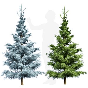 Spruce small 3D model