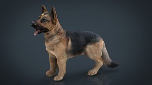 German shepherd