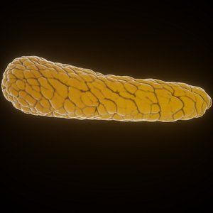 organs digestive pancreas model