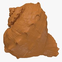 Rapana Rapiformis for 3D Print