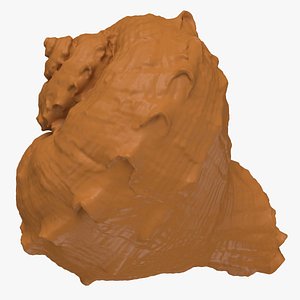 Rapana Rapiformis for 3D Print