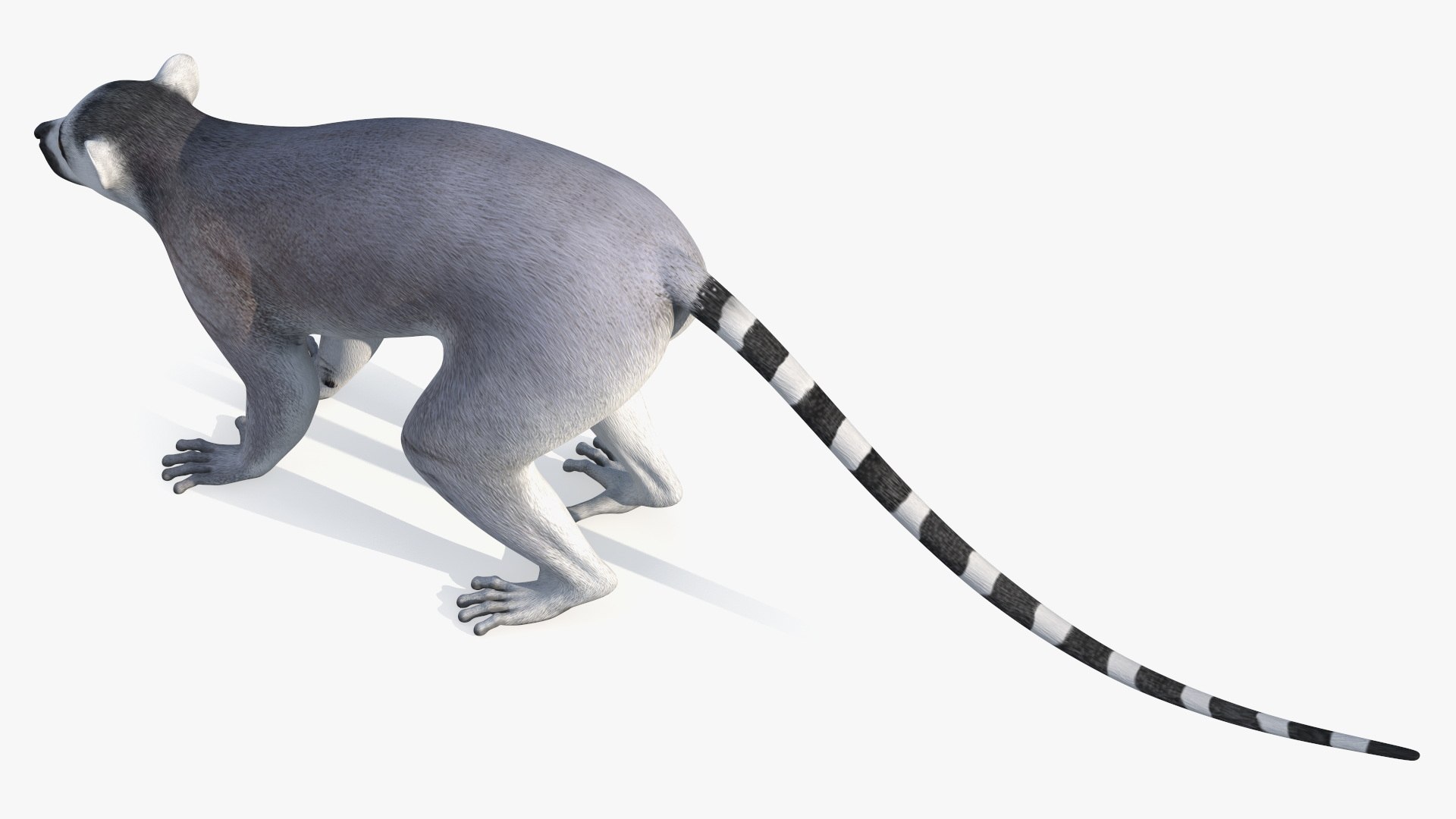 3D Lemur https://p.turbosquid.com/ts-thumb/PR/tS59oG/UG/lemurvray3dmodel011/jpg/1709337210/1920x1080/fit_q87/cba5ebacde12b0ae60a773282d5d336cb1a1fdcc/lemurvray3dmodel011.jpg