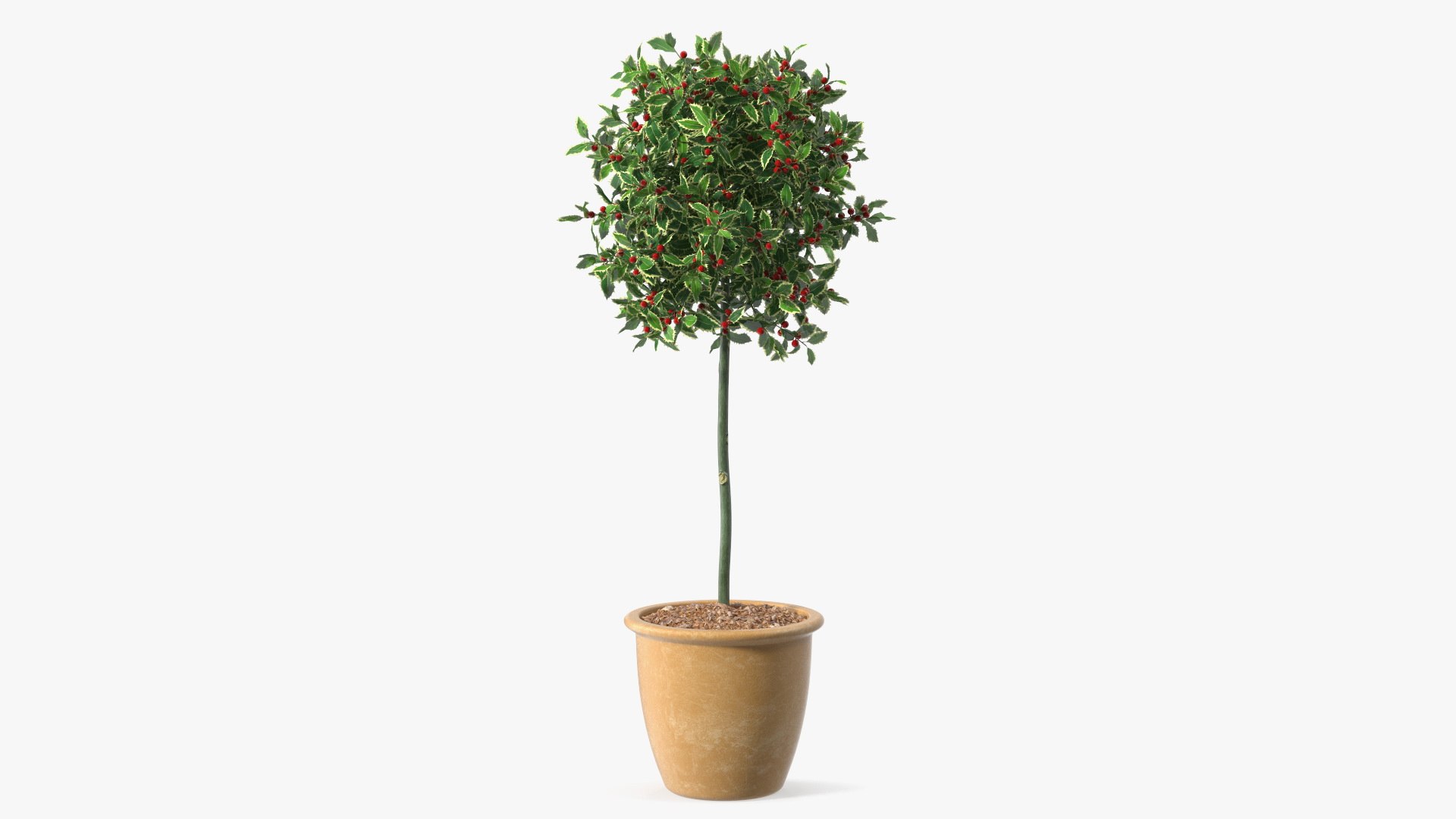 Holly Pot Plant with Berries 3D model preview