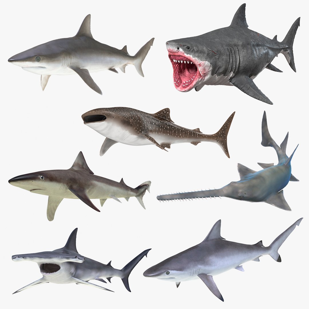 Rigged Sharks Collection 8 3D model preview
