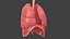 Respiratory System Rigged and Animated