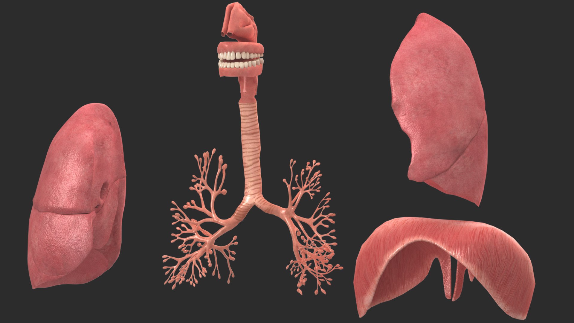 3D model Respiratory System Rigged and Animated https://p.turbosquid.com/ts-thumb/PS/CH4dXW/6h/resiratorysystemorg_00/jpg/1749614713/1920x1080/fit_q87/ce6618c6ad63f382a5c9a2d31ba294d10bd265ac/resiratorysystemorg_00.jpg