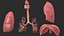 Respiratory System Rigged and Animated