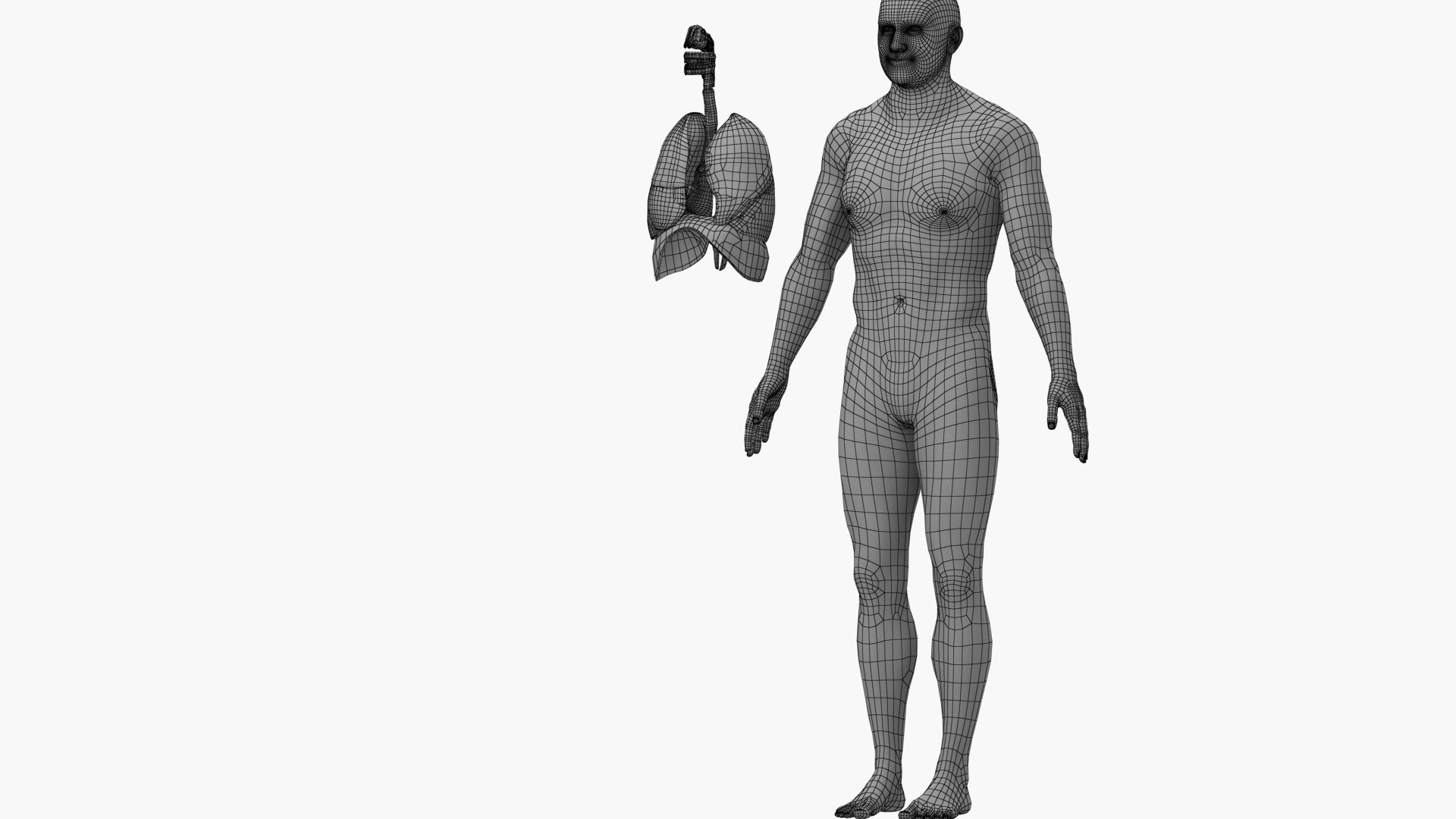 3D model Respiratory System Rigged and Animated https://p.turbosquid.com/ts-thumb/PS/CH4dXW/ES/body002/jpg/1749614710/1920x1080/fit_q87/b21d5b5143ec5e9c8c99bae9e458ddd7b709d0fa/body002.jpg