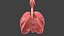 Respiratory System Rigged and Animated