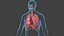 Respiratory System Rigged and Animated